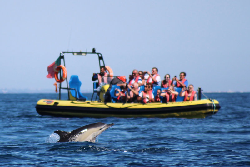 Dolphin Watching Tour By Speed Boat